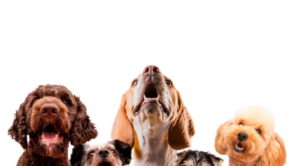 How To Improve Mental Health Of Pets?