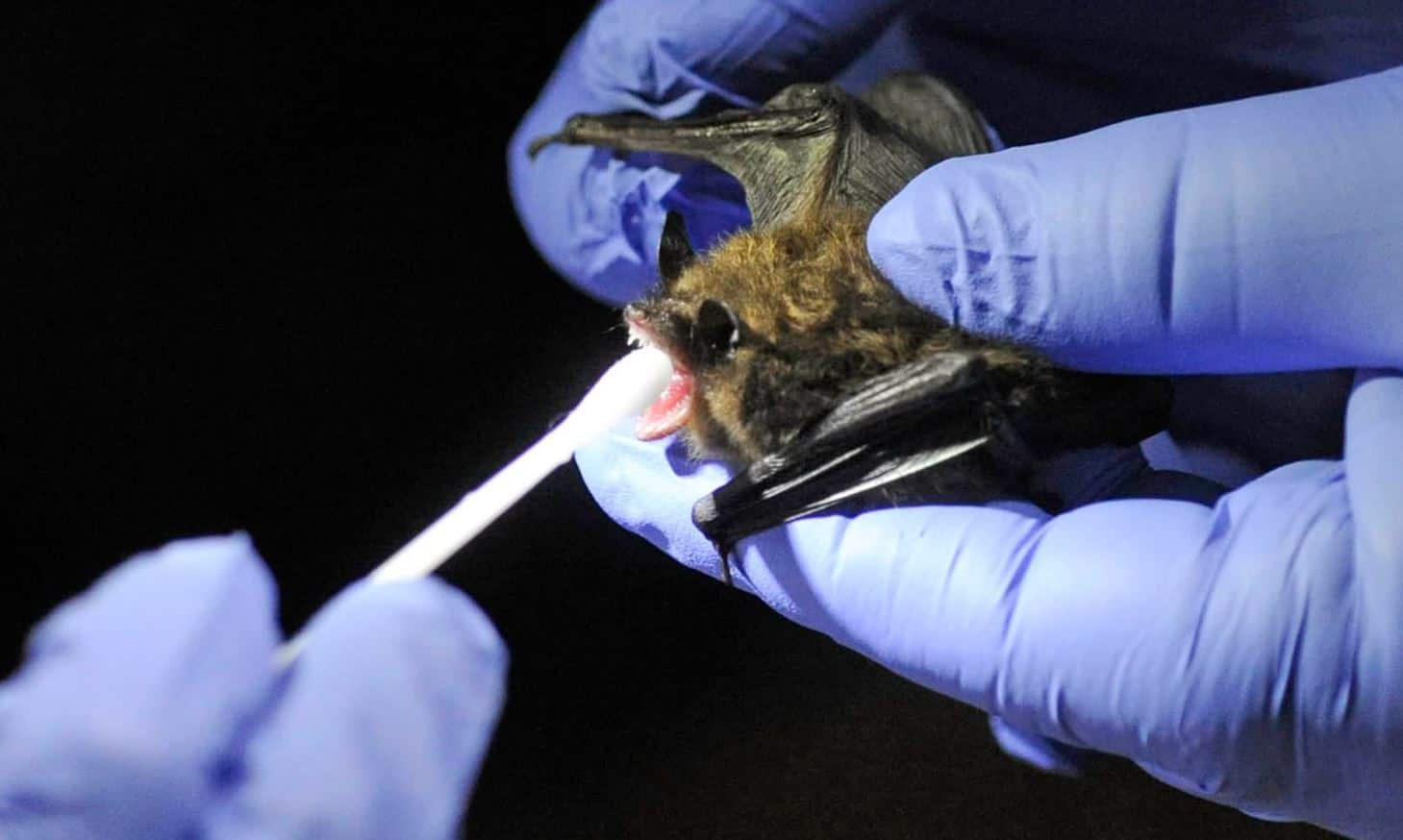 future pandemic warning, Nipah Hendra related virus, zoonotic virus China, virus in bats China