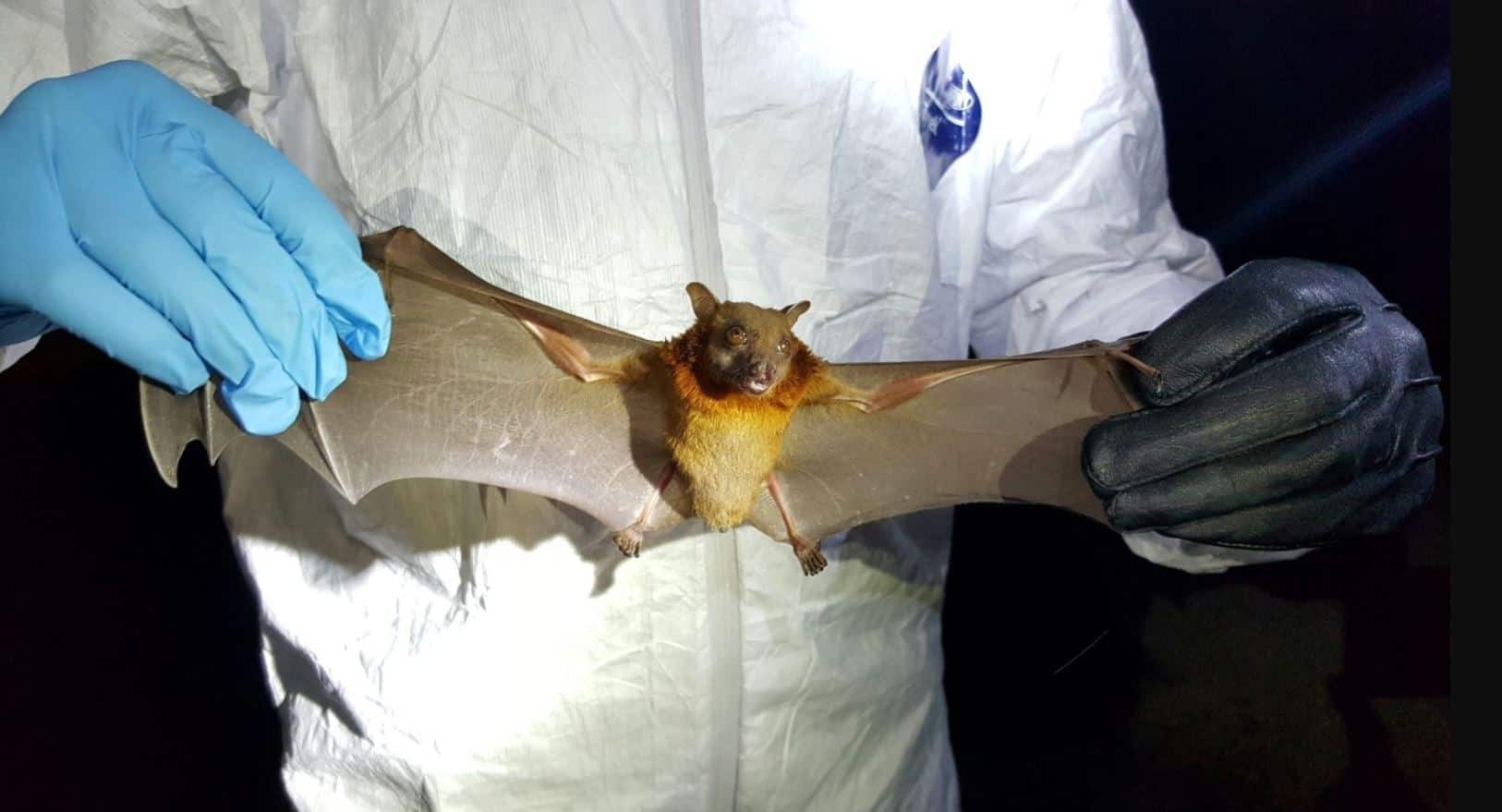 future pandemic warning, Nipah Hendra related virus, zoonotic virus China, virus in bats China