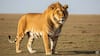 Liger 