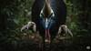 1.Cassowary: 