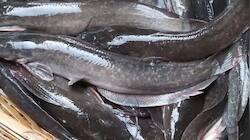 This Deadly Fish Is Banned In India – But It’s Still Ending Up On Your Plate