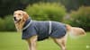 Dress Your Dog in a Waterproof Raincoat or Poncho
