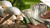 Haryana Couple Earns Rs 9 Lakh/Month With Mushroom Farming Biz