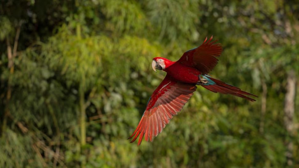 Amazon Rainforest, South America