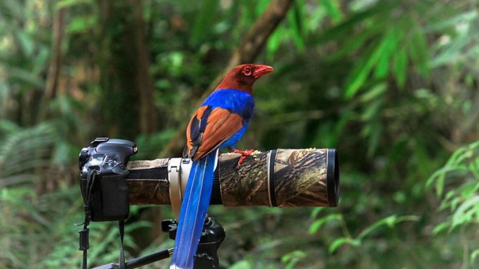 Sinharaja Rainforest, Sri Lanka