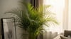 Areca Palm