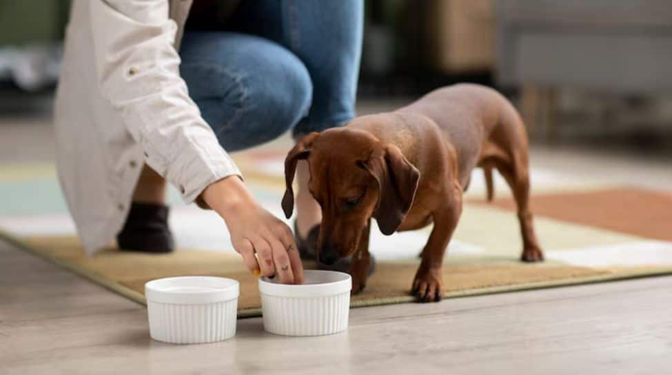 Why Your Pet Shouldn’t Eat Leftovers? Check Expert Opinion