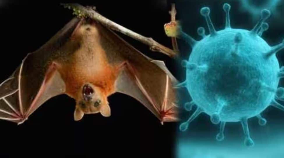 What is Nipah Virus? Check For Symptoms, Risks, And How To Stay Safe