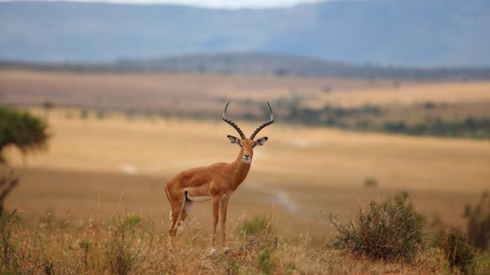 Gir National Park, Gujarat – The Last Refuge of the Asiatic Lion