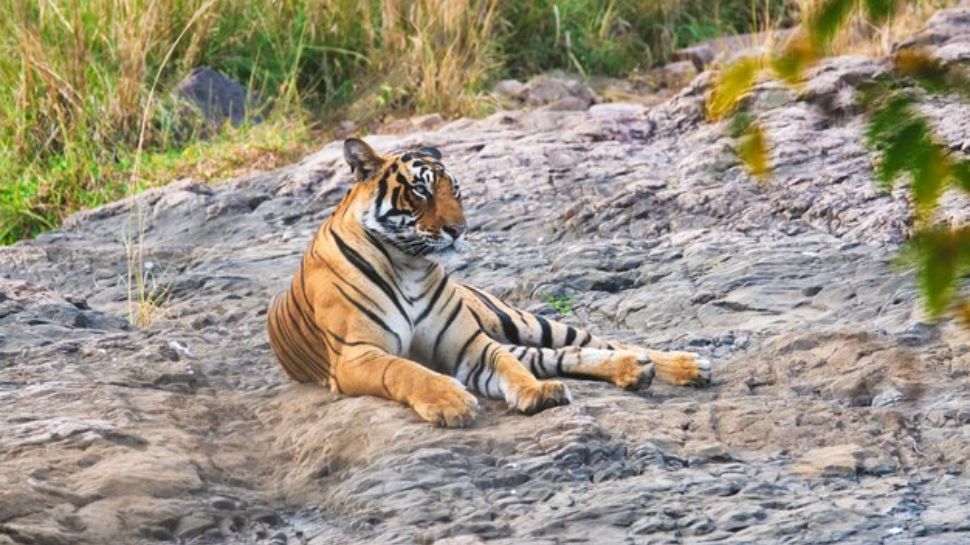 Ranthambore National Park, Rajasthan – Tigers Among Ancient Ruins