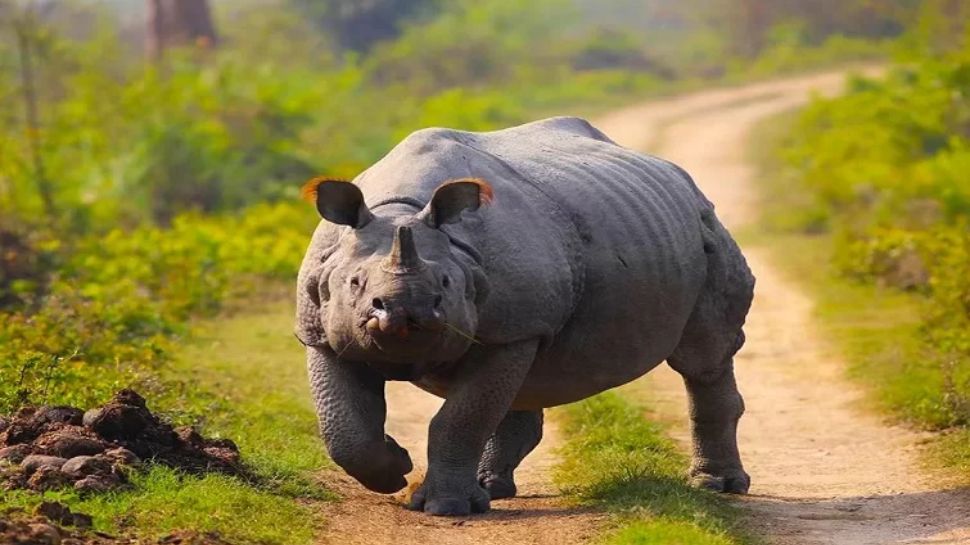 Kaziranga National Park, Assam – Home to the One-Horned Rhinoceros