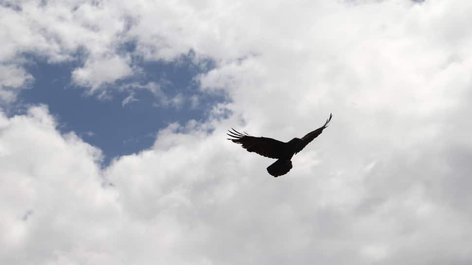 Horned Screamer