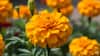 Marigold (Tagetes)