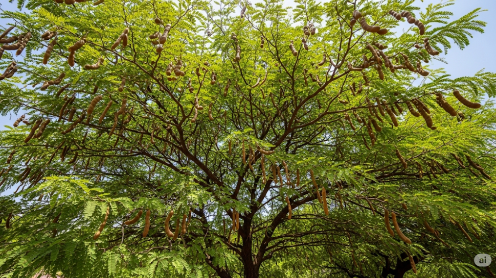 Tamarind Tree (Imli)
