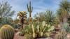 Cactus and Other Thorny Plants (Except Rose)