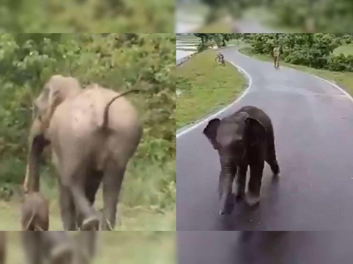 Elephant’s Emotional Moment Goes Viral, Calf Reunites With Mother In Kaziranga | VIDEO