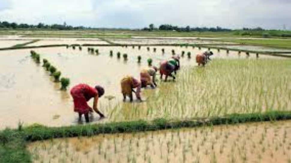 Kharif Sowing Crosses 50% In Gujarat; Groundnut, Cotton Lead As Monsoon Progresses