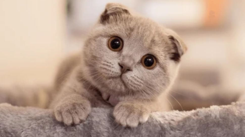 Scottish Fold – Round Eyes Full of Emotion