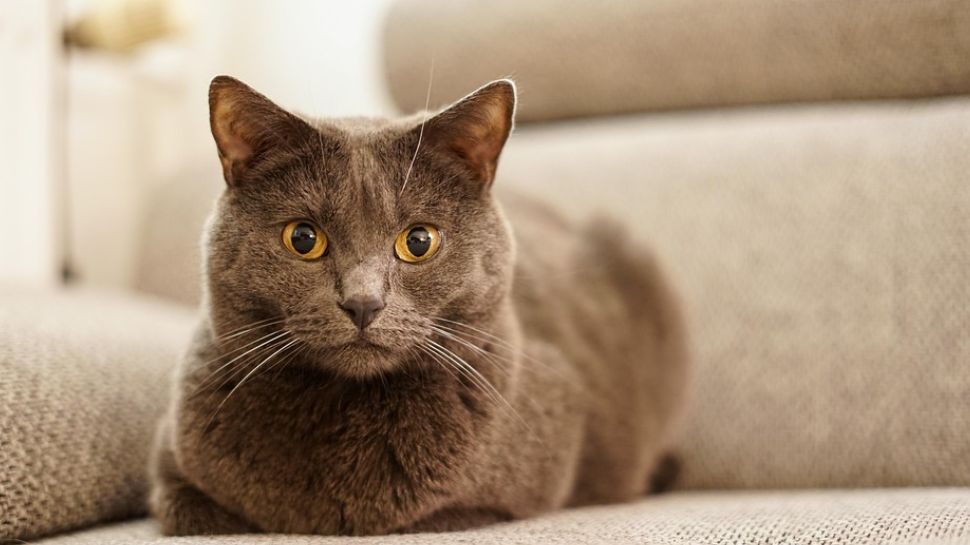 Chartreux – Copper-Eyed Charm