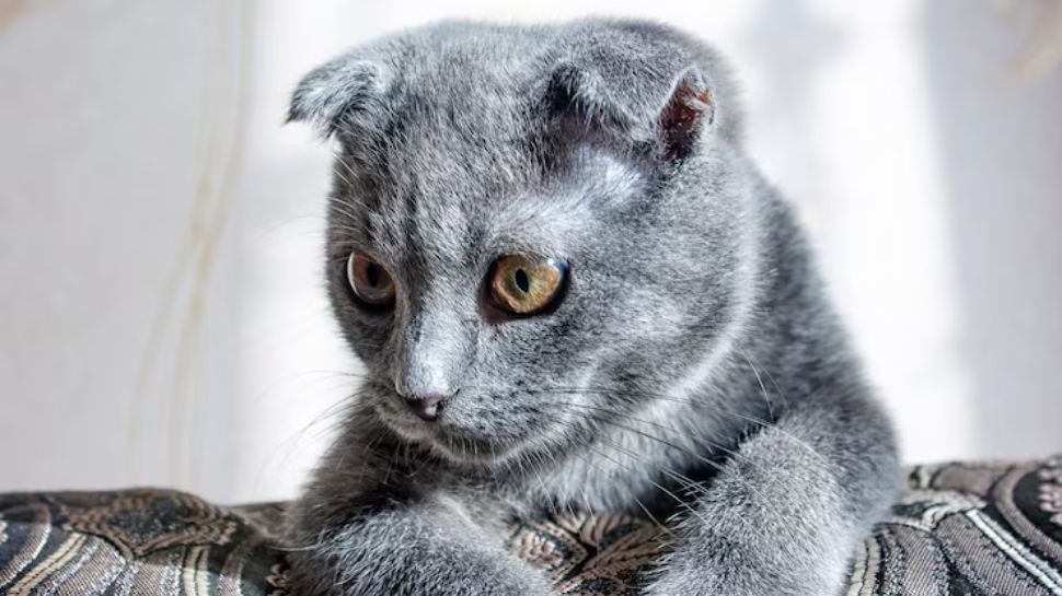Russian Blue – Emerald-Eyed Mystery