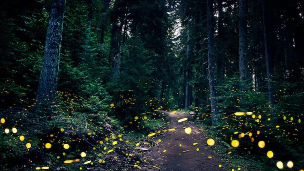 Firefly Forests in Malaysia
