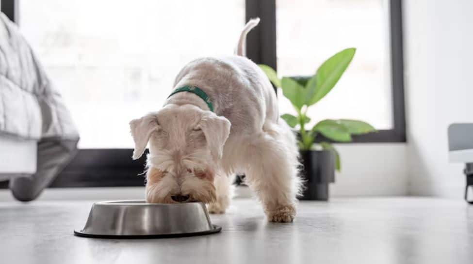 The Hidden Calories: Why Feeding Your Pets Human Food Can Hinder Healthy Weight Management | Pets News