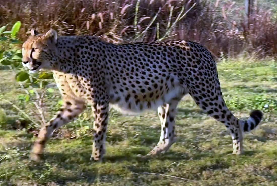 Namibian Female Cheetah, Nabha Dies Of Injuries In Kuno National Park