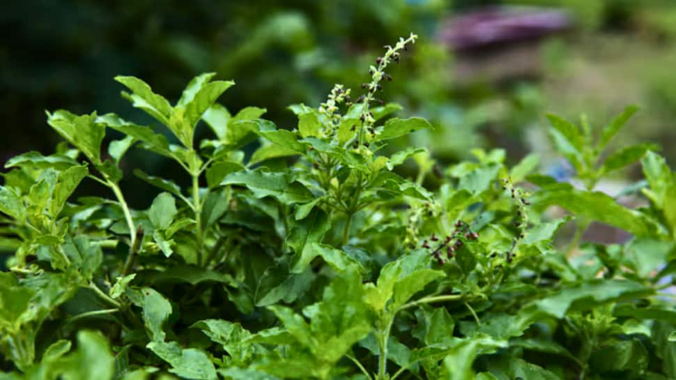 Magical Powers Of Tulsi: 7 Health Benefits You Probably Did Not Know 