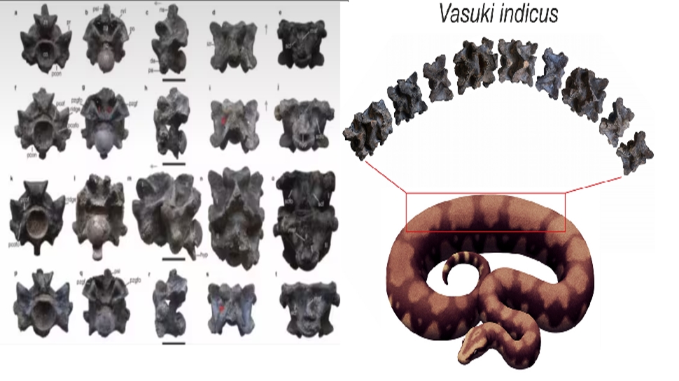 Vasuki Indicus Real Reconstruction