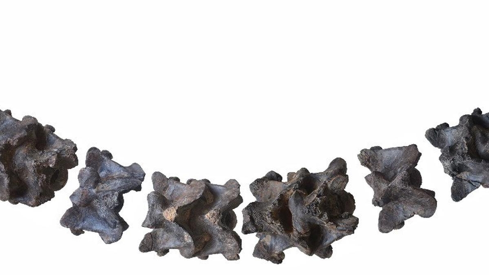 Vasuki Indicus Fossil