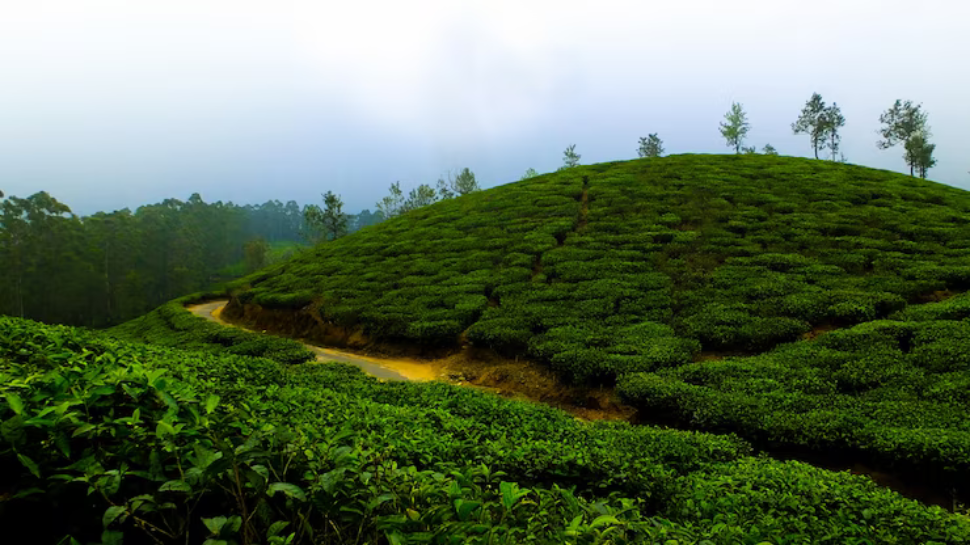 Darjeeling