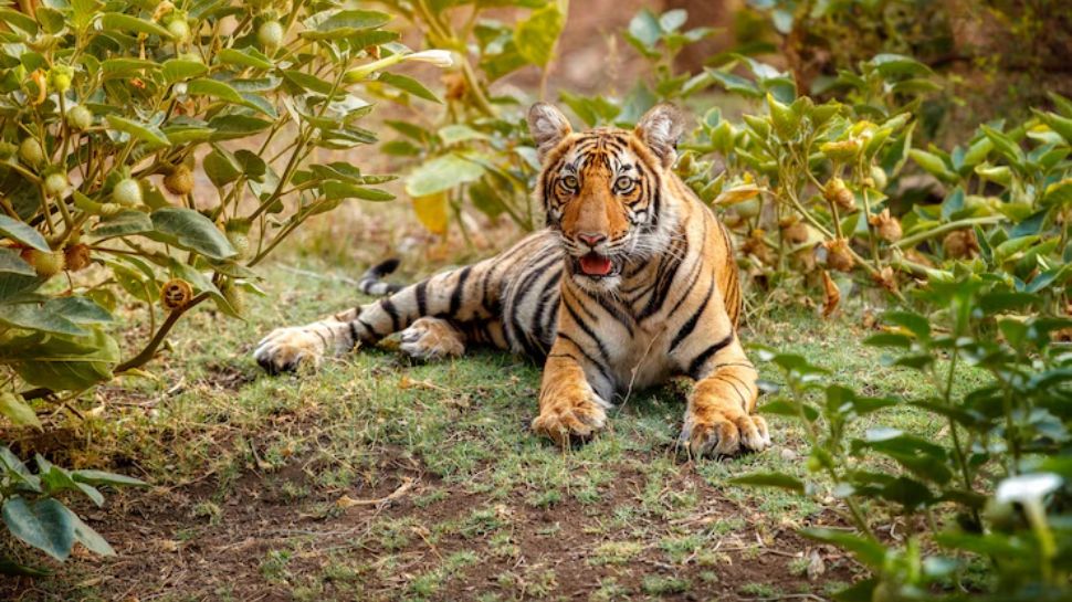 Wayanad Wildlife Sanctuary, Kerala