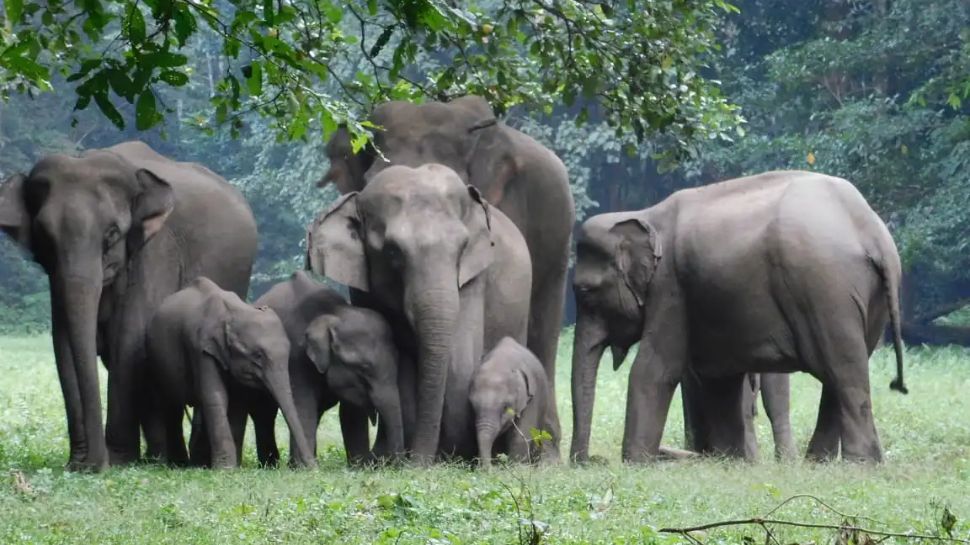 Dandeli Wildlife Sanctuary, Karnataka