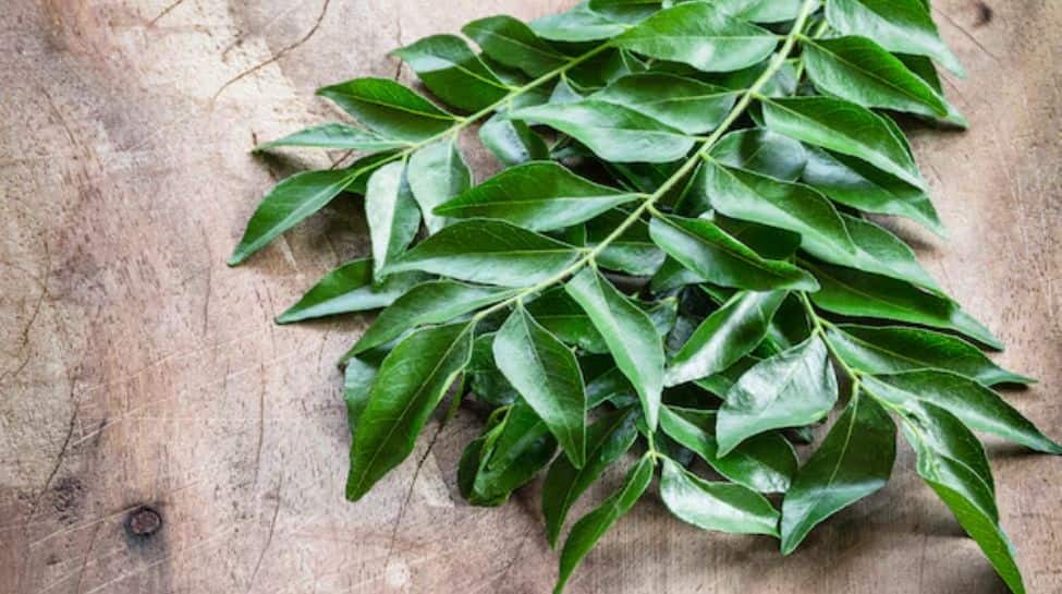 Why Curry Leaves Deserve A Spot In Your Daily Diet? Check Powerful Health Benefits Why Curry Leaves Deserve A Spot In Your Daily Diet? Check Powerful Health Benefits