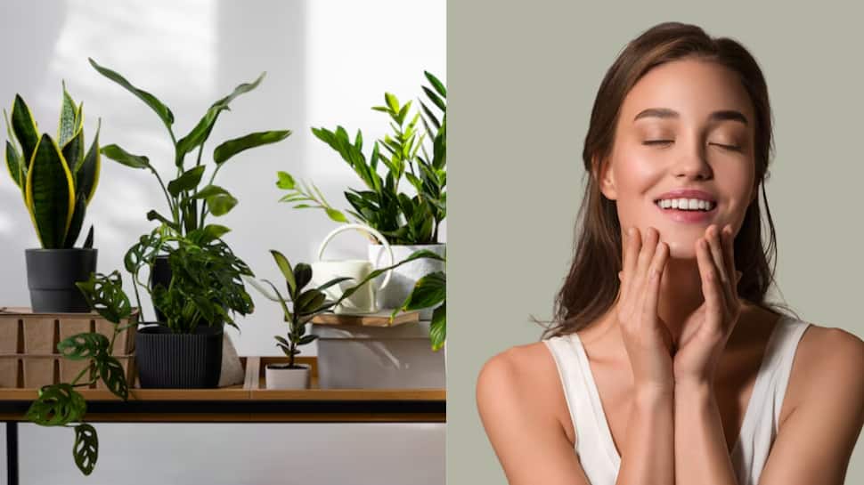 5 Incredible Indoor Plants You Can Grow At Home That Offer Amazing Skincare Benefits