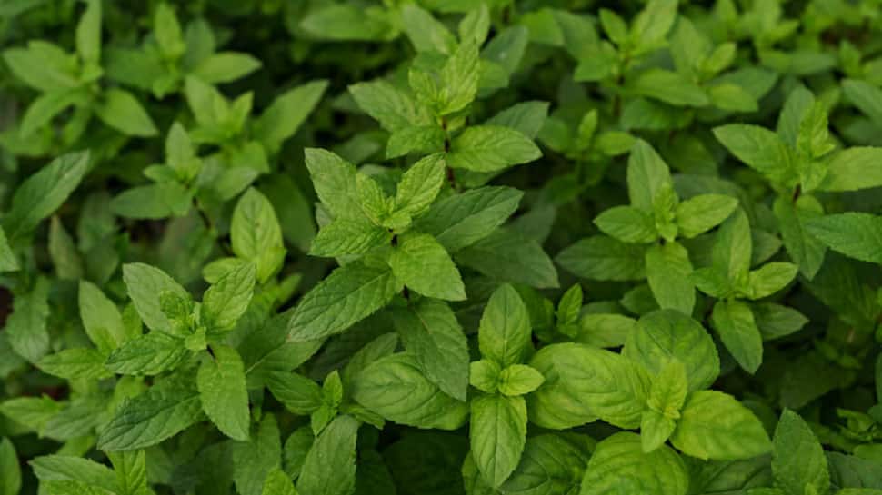 Pudina (Mint leaves)