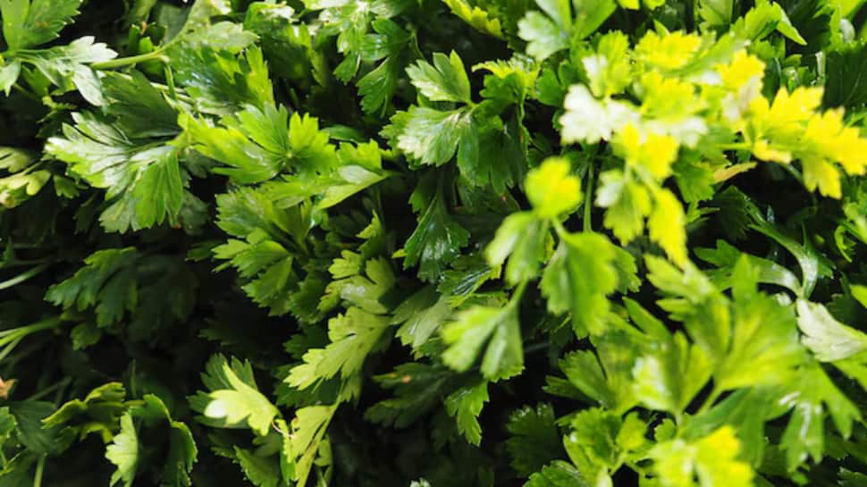 Dhania (Coriander leaves)