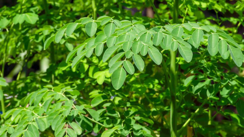 Drumstick Leaves (Moringa)