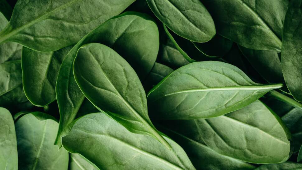 Palak (Spinach)