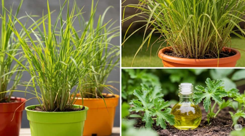 Citronella (Lemongrass): Citronella (Lemongrass):