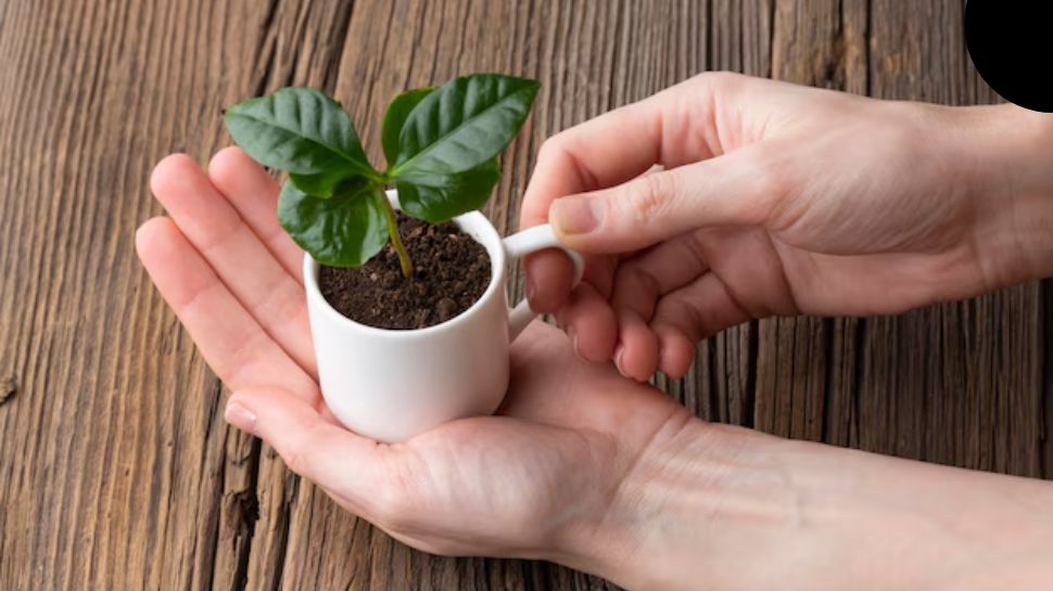 Plants for a Fresh Start