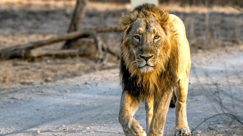 Asiatic Lion Numbers Surge 32 Percent In Five Years, Touch 891: Report