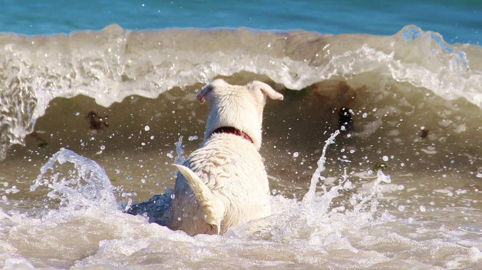 Dog Surfing Instructor