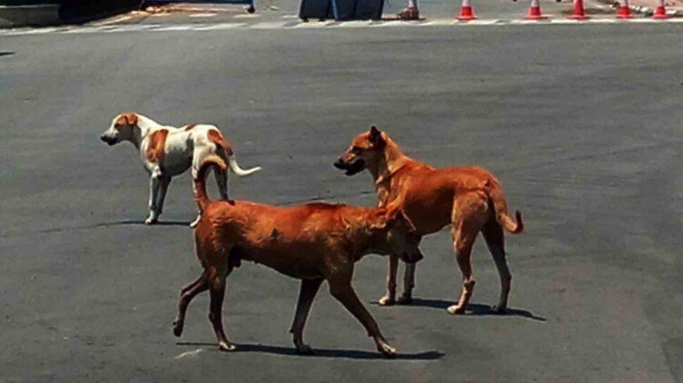 All Delhi-NCR Stray Dogs To Be Moved In Shelters Within 8 Weeks: Supreme Court`s BIG Decision
