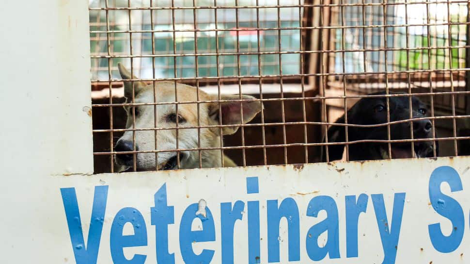 SC Order Sparks Outrage: Police Detain Protesters Opposing Stray Dog Relocation in Delhi-NCR