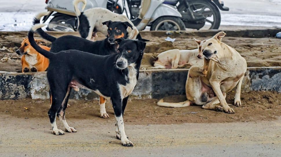 `I Will Look Into It`: CJI BR Gavai Agrees To Examine Plea On Stray Dogs