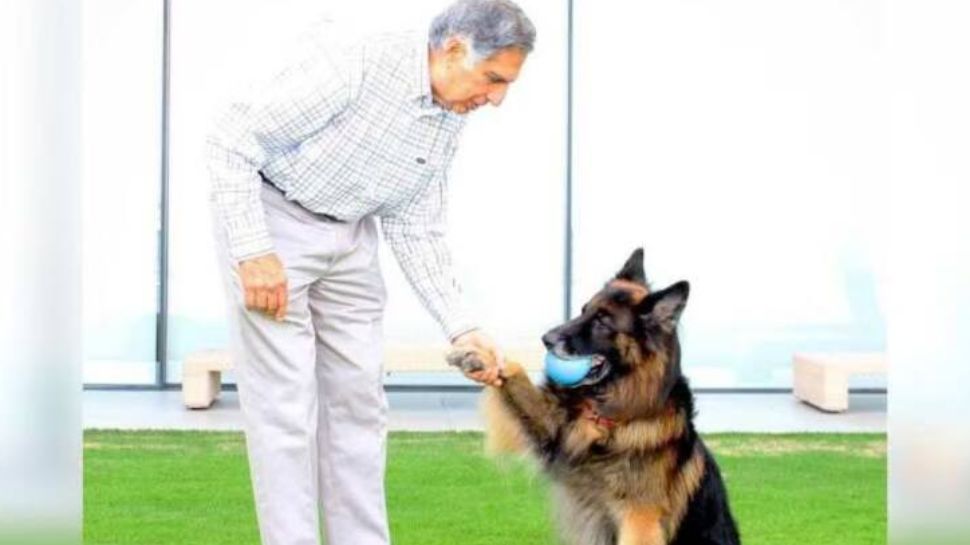 Advocating Adoption and Compassion for Stray Dogs