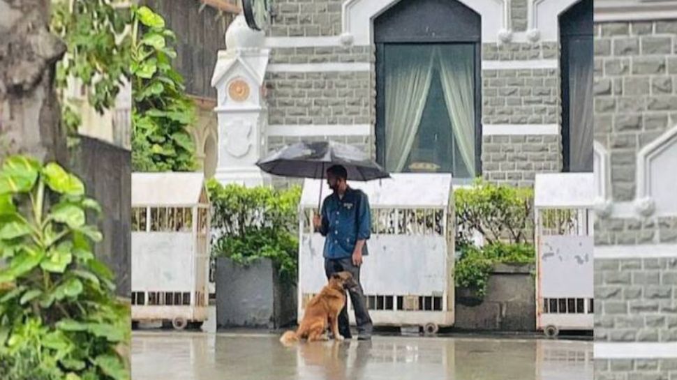 Goa – The Beloved Office Dog and Companion