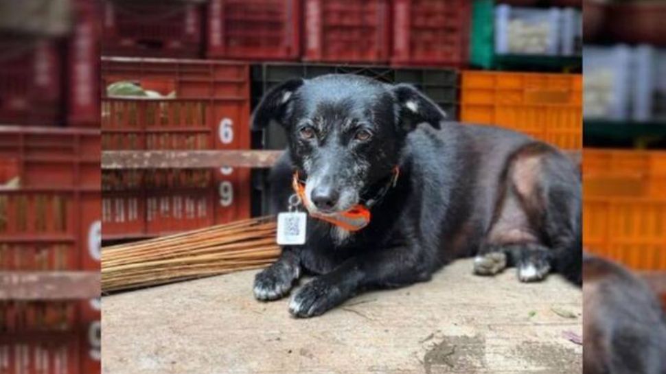 A Reminder to Look Out for Strays